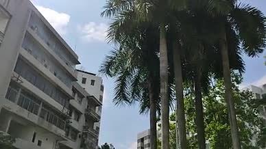 树木椰子树拍摄实拍视频的预览图